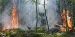 全球多国森林火灾促生热卖品，卖家日出口20多万个